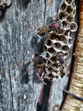 eşekarısı yuvası