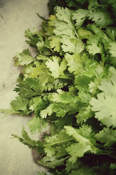 Coriander — Stock Photo, Image