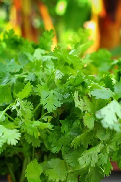 Coriander — Stock Photo, Image