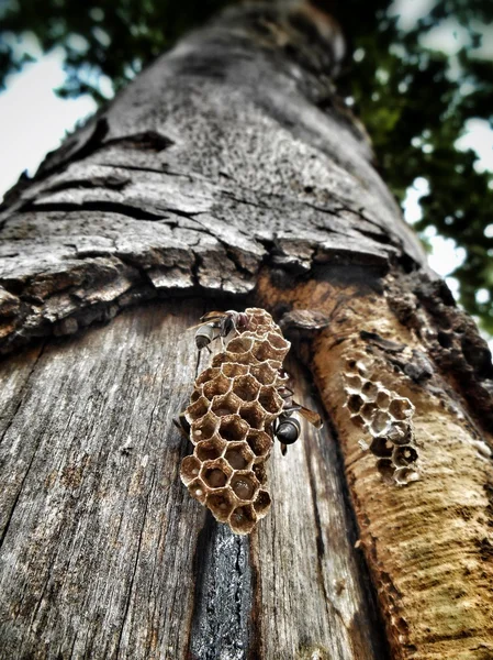 Wespen nest — Stockfoto