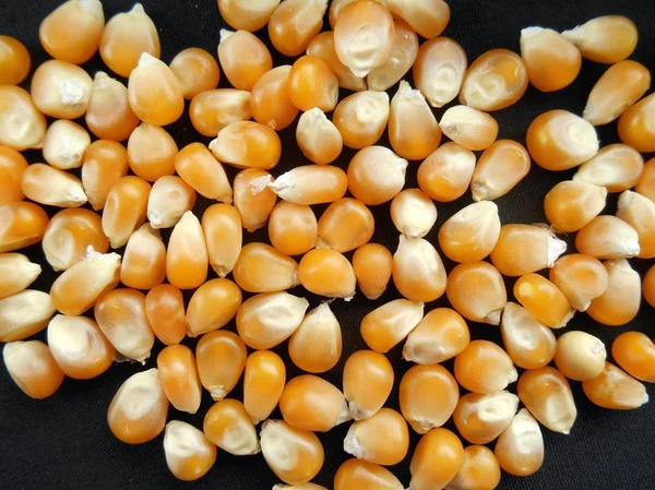 Corn grain — Stock Photo, Image