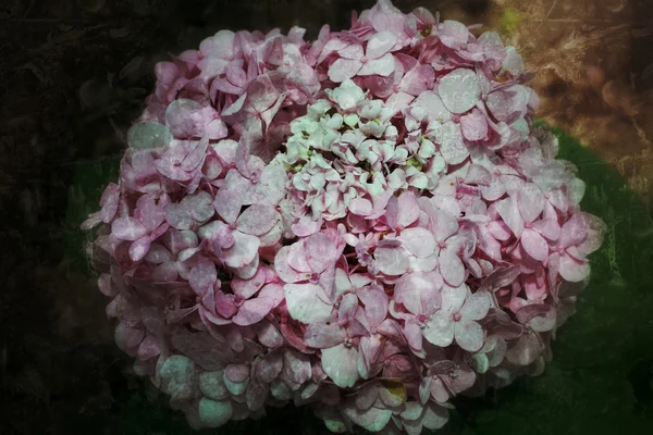 Hydrangea blommor — Stockfoto