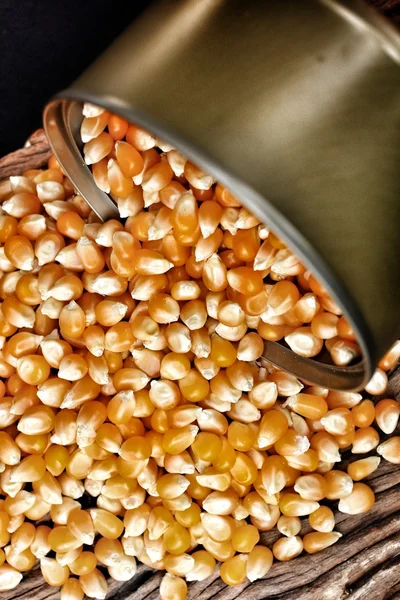 Corn grain — Stock Photo, Image