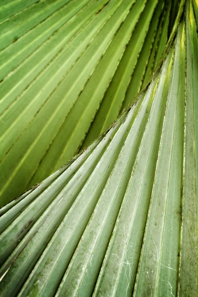 Hojas de palmeras . — Foto de Stock