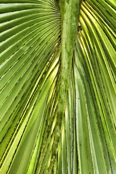 Feuilles de palmiers . — Photo