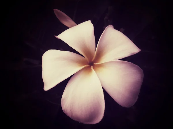 Fiore di Frangipani — Foto Stock