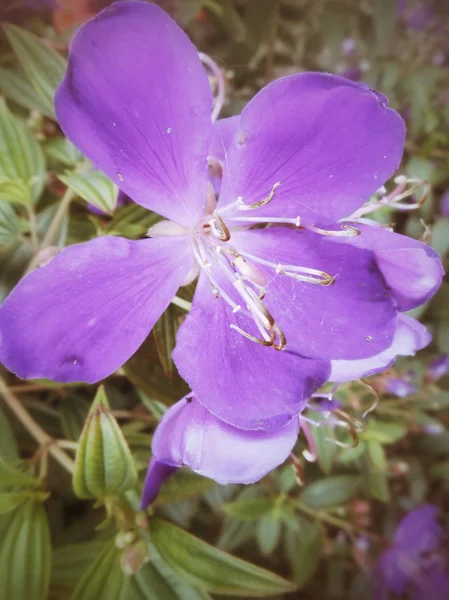 Lila blomma — Stockfoto