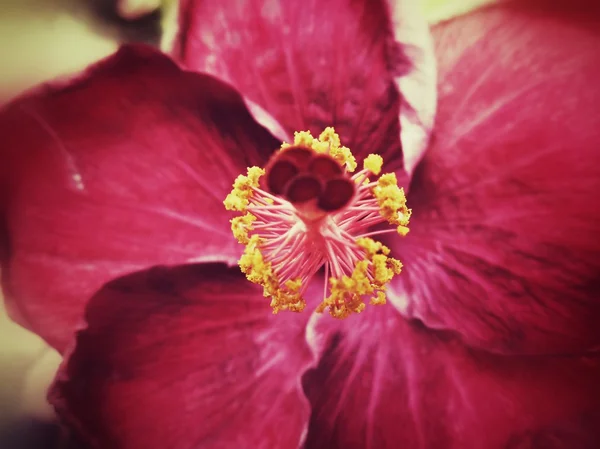 Квіти гібіскус . — стокове фото