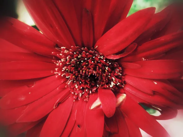 Gerbera květina — Stock fotografie