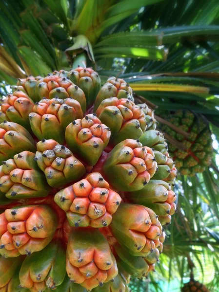 Palmfrucht — Stockfoto