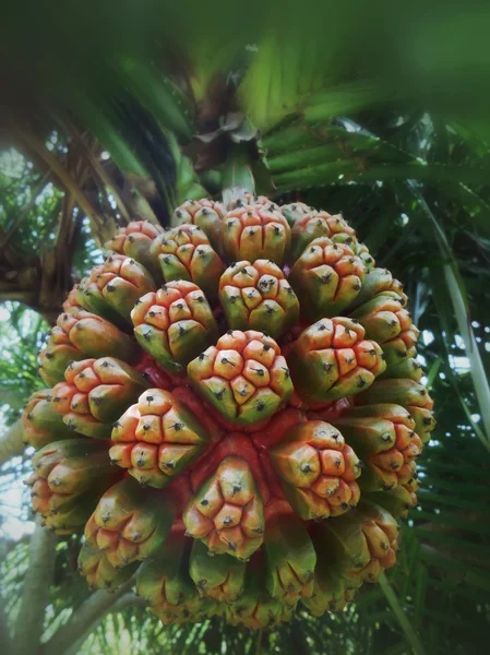 Palm vruchten — Stockfoto