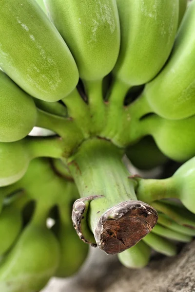 Fruta del plátano —  Fotos de Stock