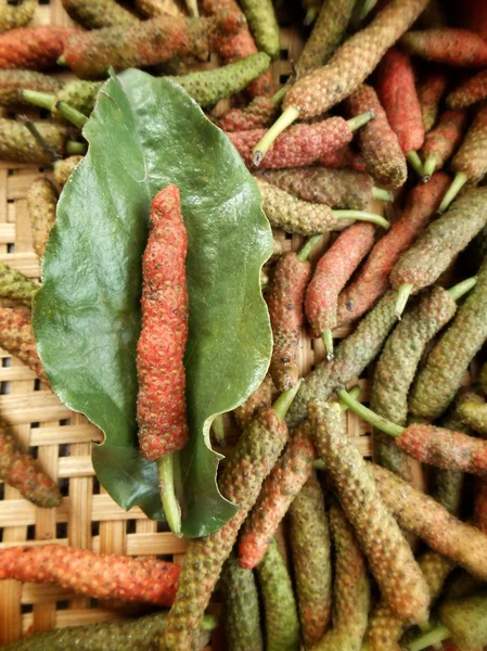 Indiska lång paprika — Stockfoto