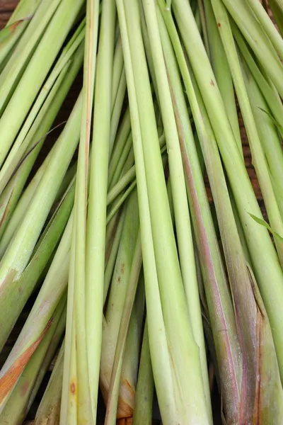 Lemon grass — Stock Photo, Image