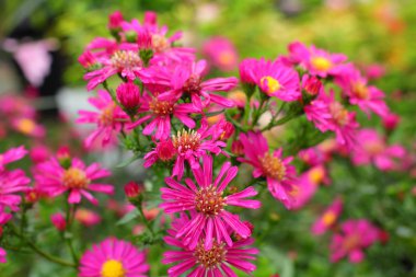 pembe papatya çiçekleri