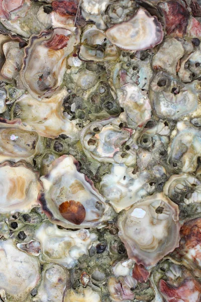 Verse oesters — Stockfoto