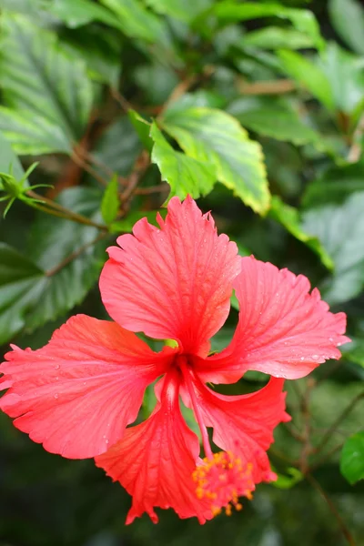 Fleur d'hibiscus rouge — Photo