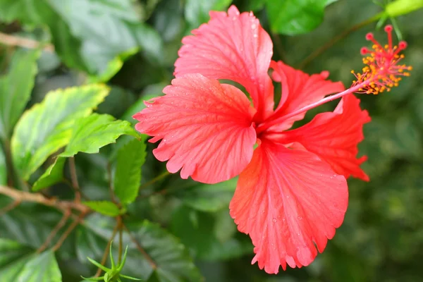 Fiore di ibisco rosso — Foto Stock