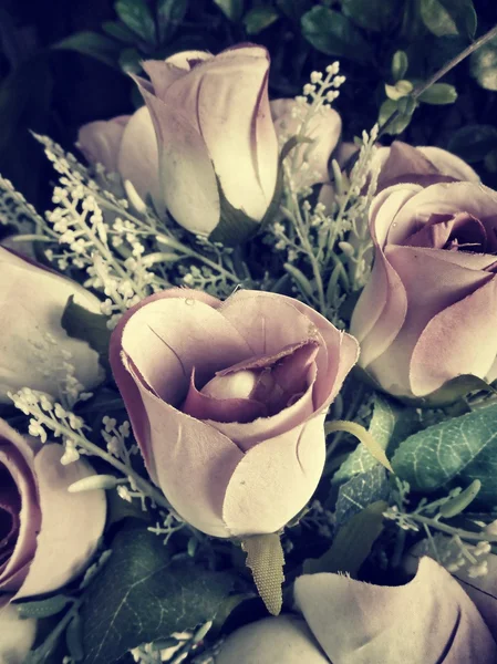 Vakre roser – stockfoto