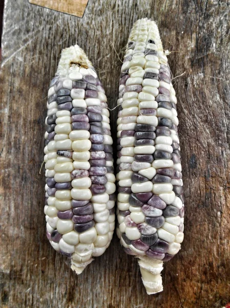 Purple corn — Stock Photo, Image