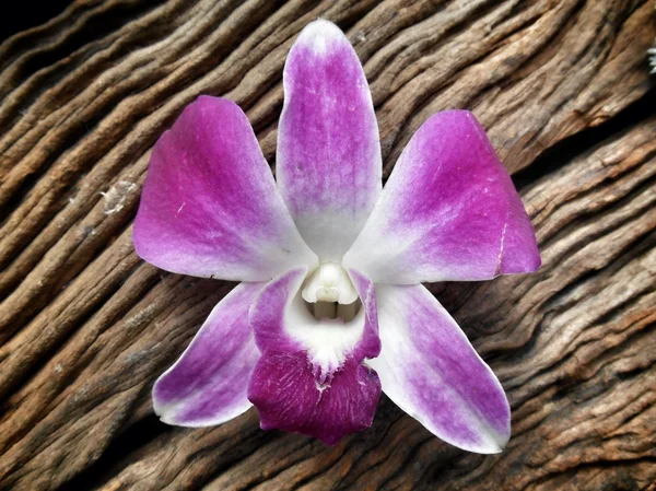 Orquídea rosa — Fotografia de Stock