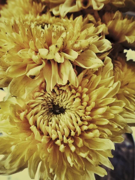 Chrysanthemum flower — Stock Photo, Image