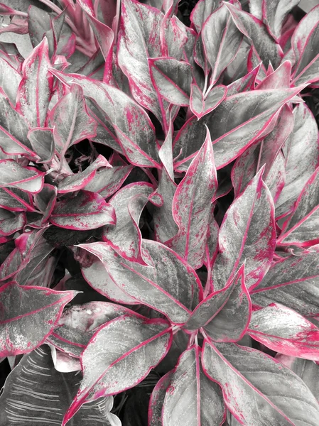 Красные листья на черно-белом — стоковое фото
