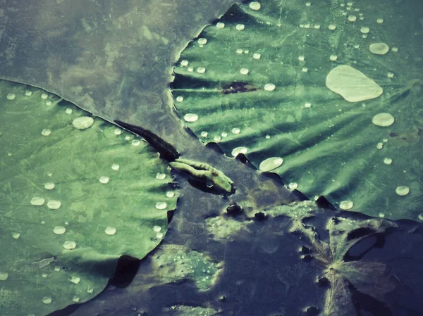 Kapky vody na lotosovém listu. — Stock fotografie