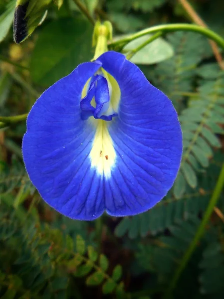 Flor de guisante mariposa — Foto de Stock