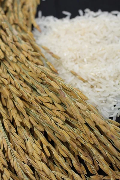 Rice grain — Stock Photo, Image