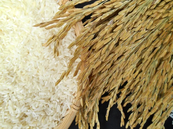 Rice grain — Stock Photo, Image