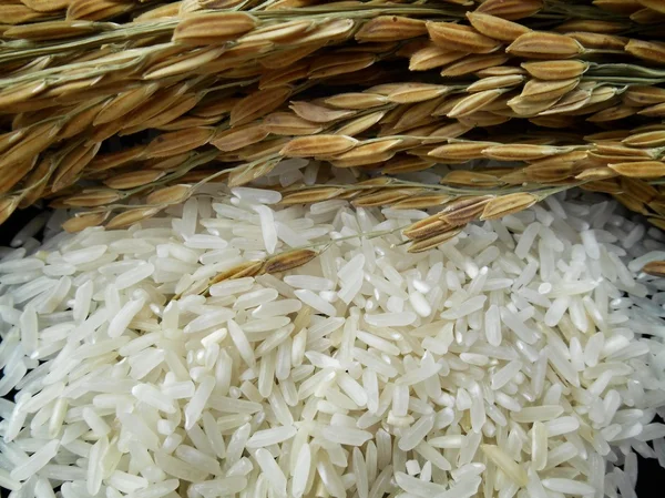 Rice grain — Stock Photo, Image