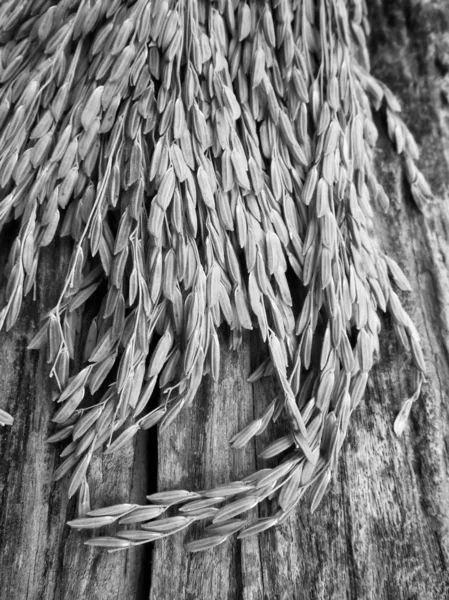 Зерно рису — стокове фото