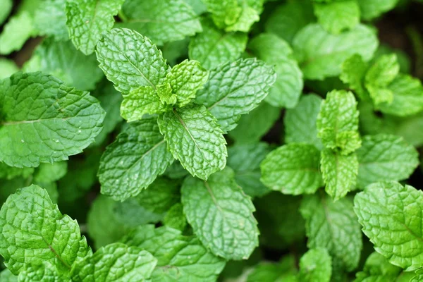 Pepper mint leaves — Stock Photo, Image