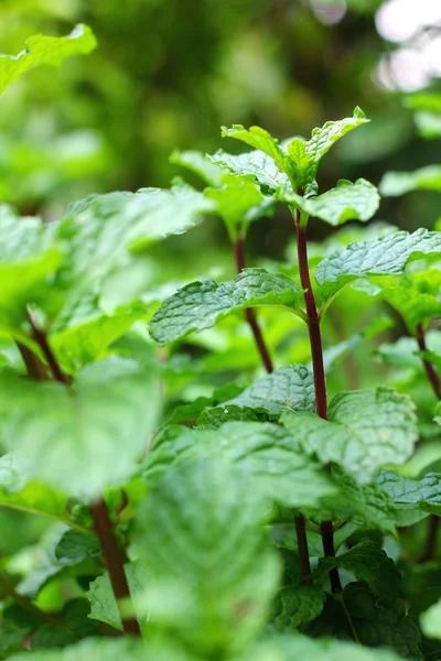 Foglie di menta pepe — Foto Stock