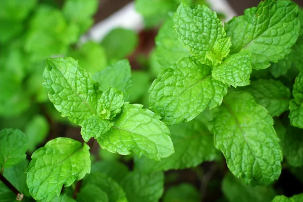 Hojas de menta de pimienta — Foto de Stock