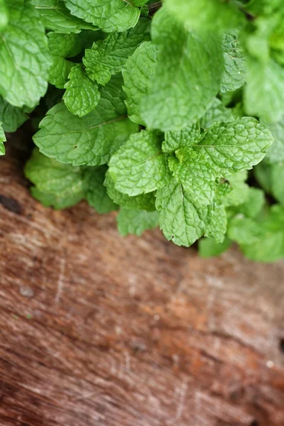 Pepper mint leaves — Stock Photo, Image