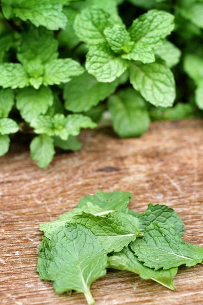 Pepper daun mint — Stok Foto