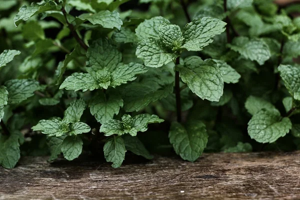 Pepper daun mint — Stok Foto