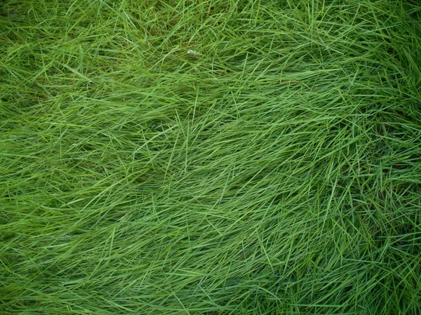 Groen gras — Stockfoto