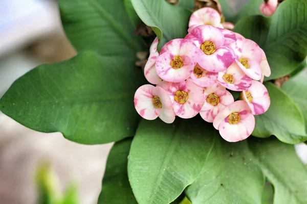 Euphorbia milli virágok — Stock Fotó