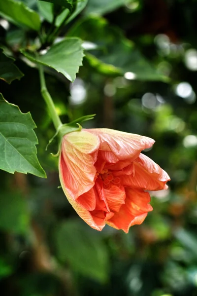 Flores de hibisco — Fotografia de Stock