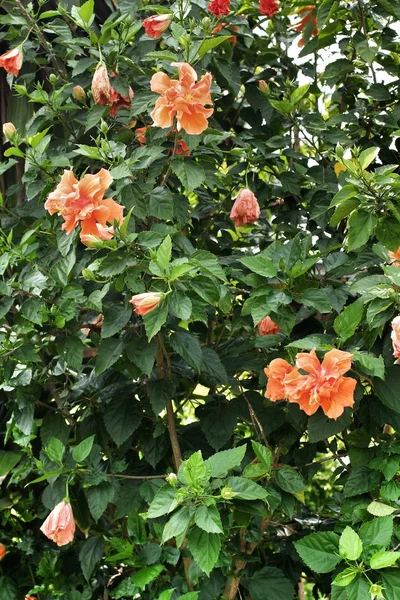 Flores de hibisco — Fotografia de Stock