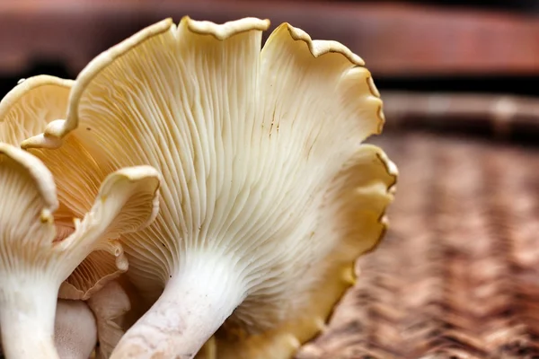 Paddenstoelen — Stockfoto