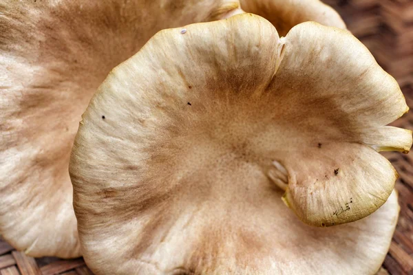 Paddenstoelen — Stockfoto