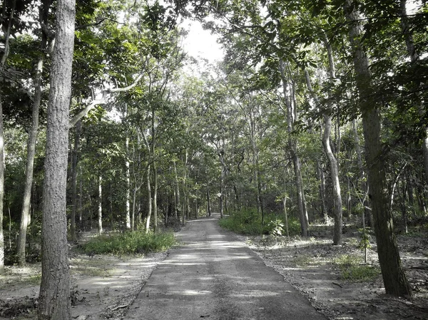 Syksyn metsän kauneus — kuvapankkivalokuva