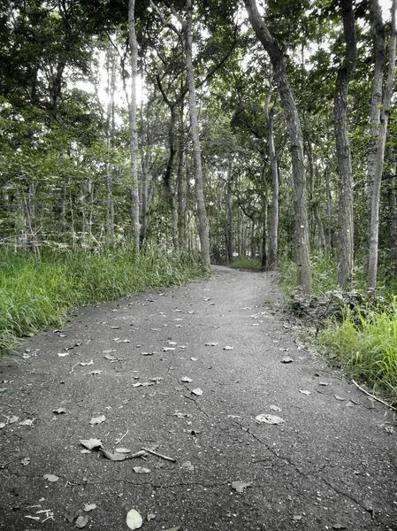 秋の森の美しさ — ストック写真