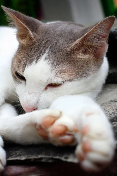 Gato adormecido — Fotografia de Stock