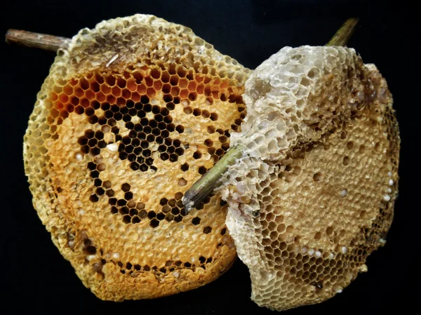 Peine de abeja — Foto de Stock