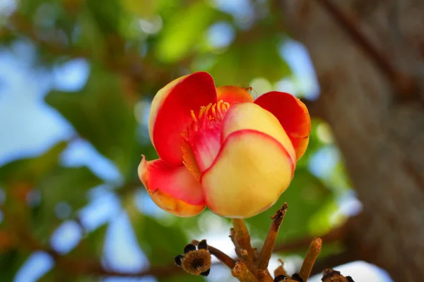 Cannon Ball Tree — Stock Photo, Image